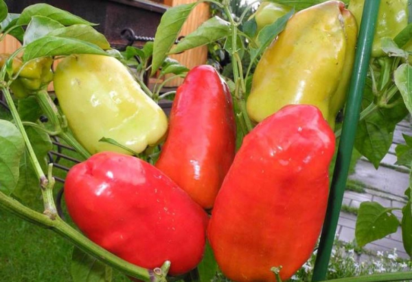 ТОП-7 вкусных сортов салатного перца, которые можно вырастить на огороде
